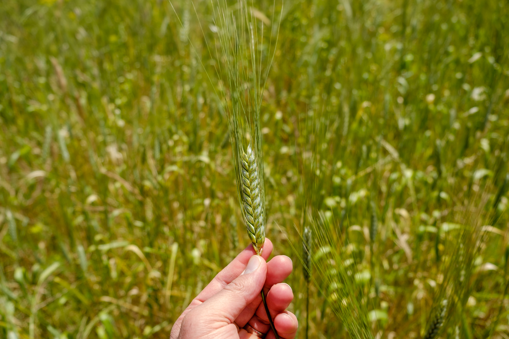 Una espiga de trigo en el fondo de campo