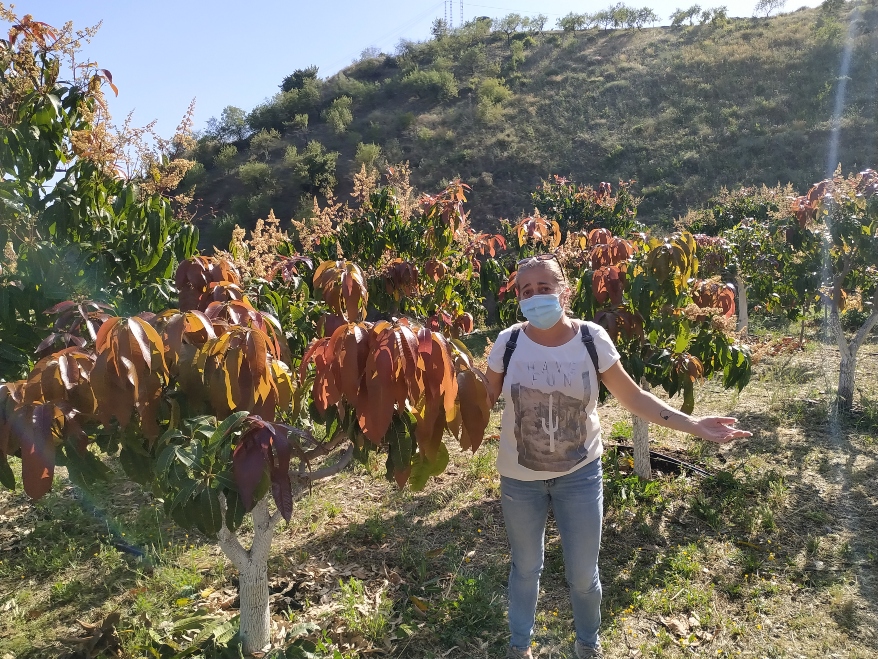 La Farmer María Luisa rodeada de árboles de mango quemados por el sol