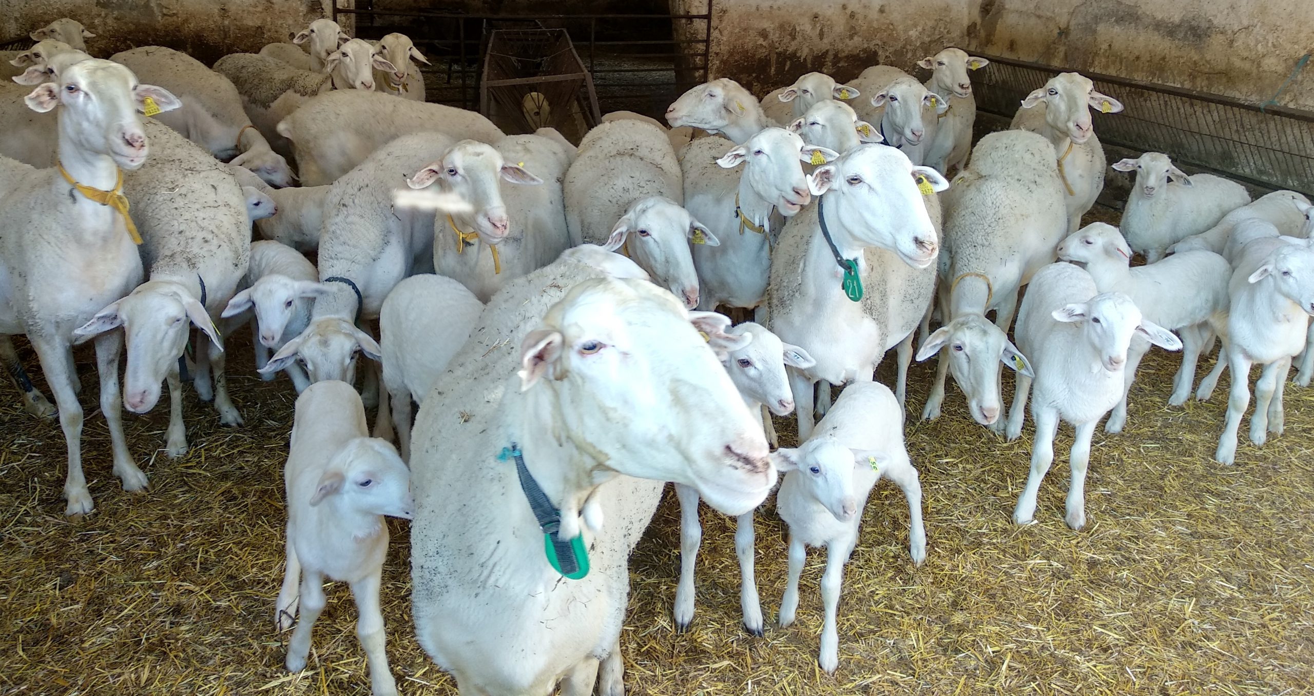 Ovejas y corderos en la granja