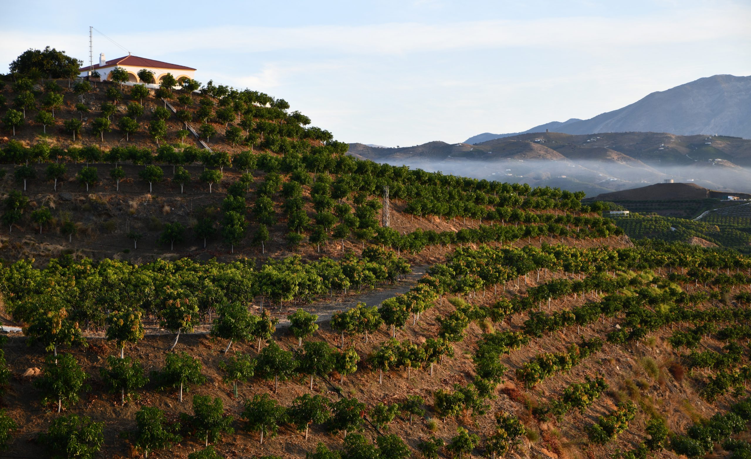 Campos de árboles de mango en España