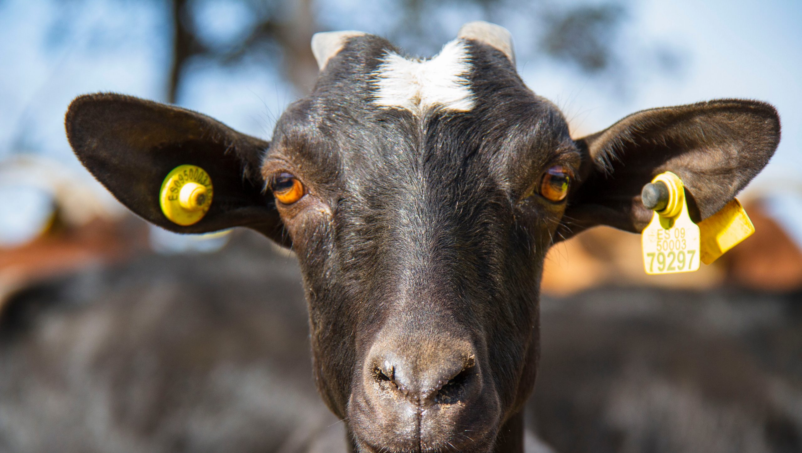 Una cabra con una marca en la oreja