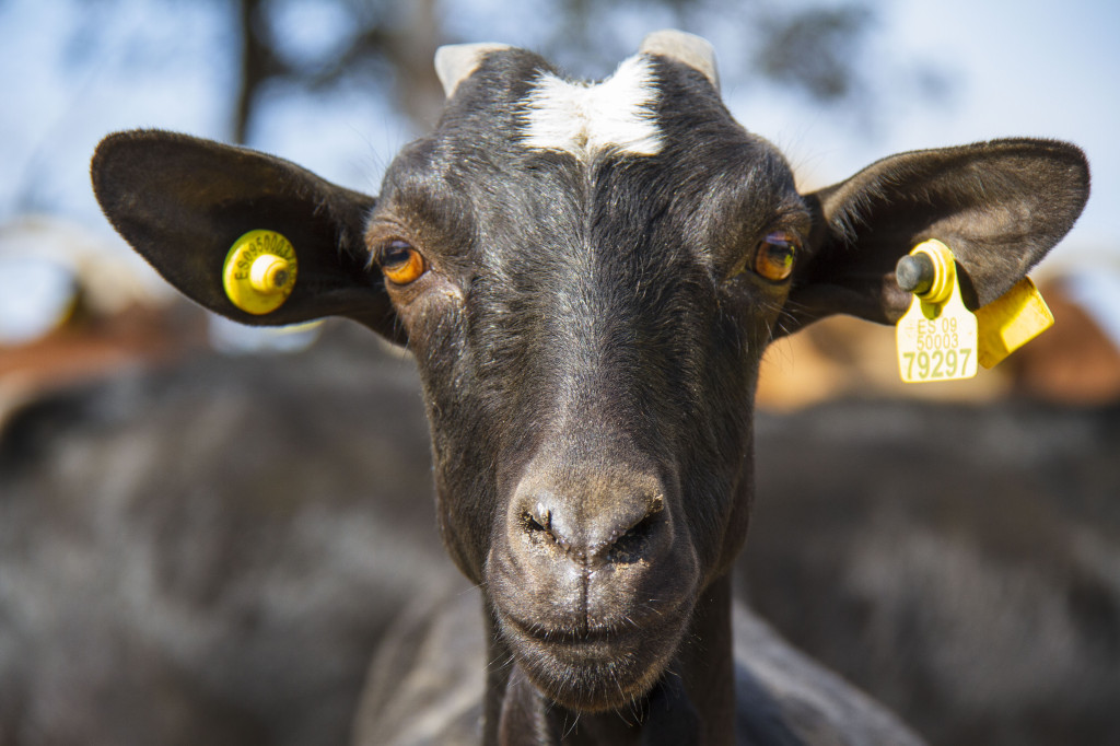 Una cabra con una marca en la oreja