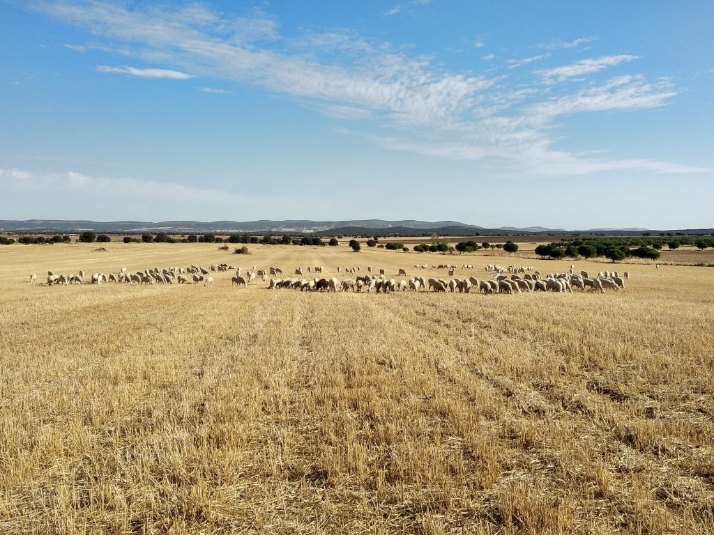 Las ovejas en el campo comiendo hierba