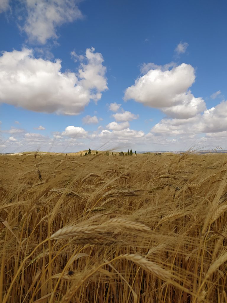 Un campo de espigas de trigo con un cielo azul y nubes