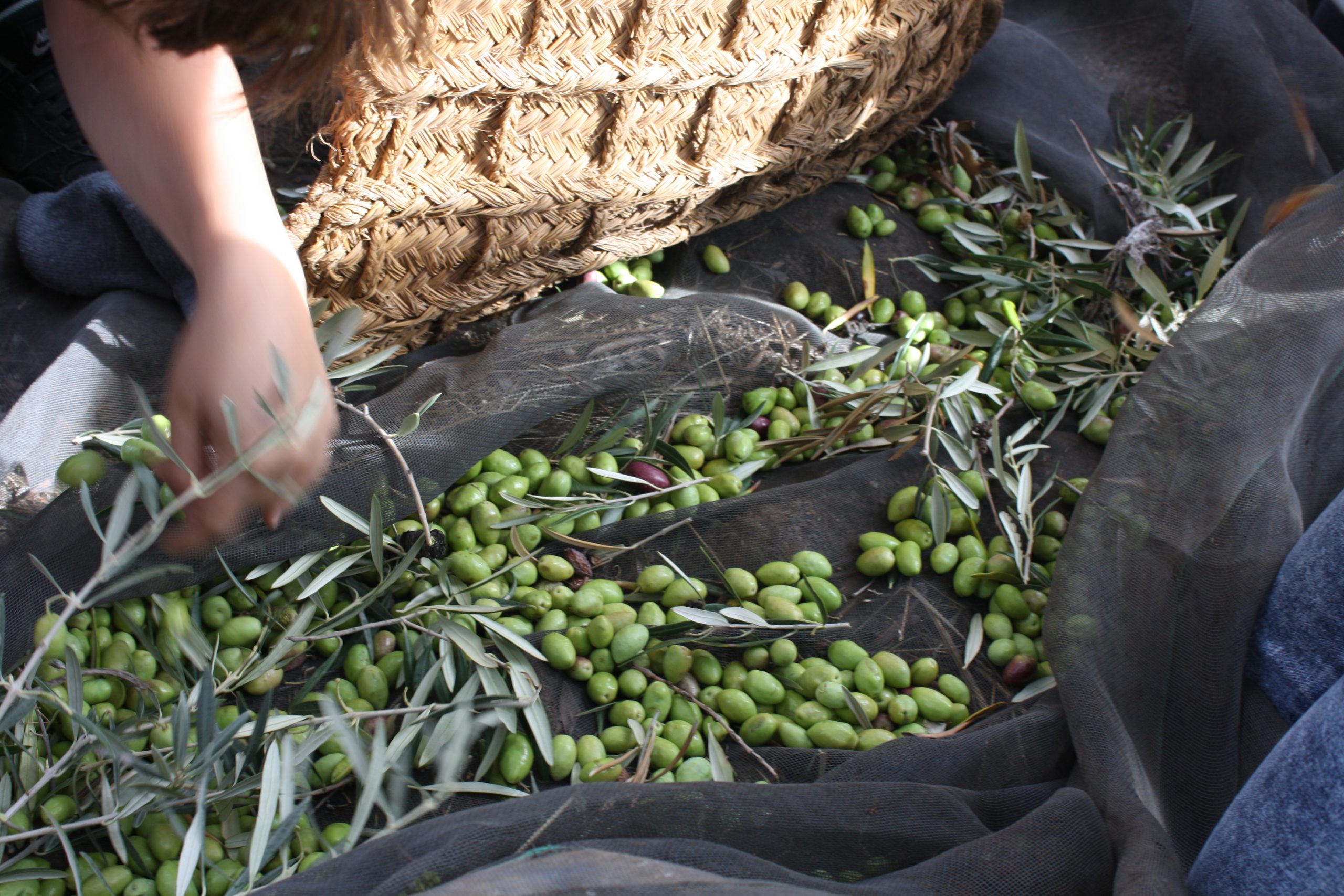 Olive harvest on a blanket