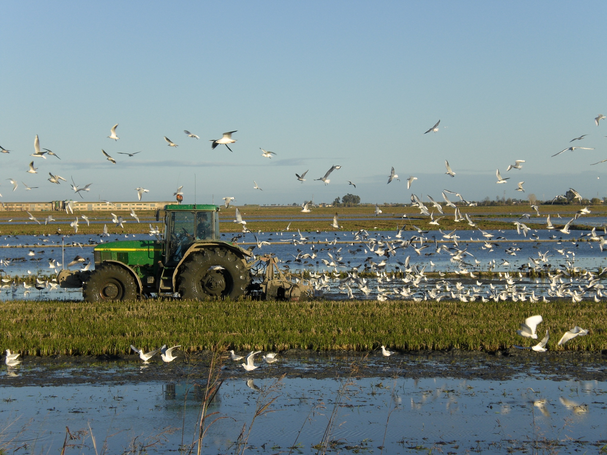 The tractor passing through the rice field with birds flying overhead