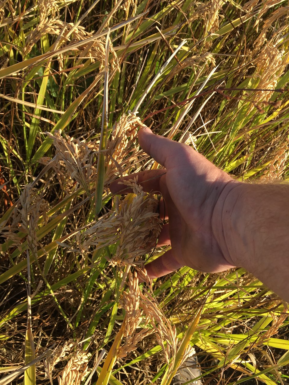 A hand through the wheat