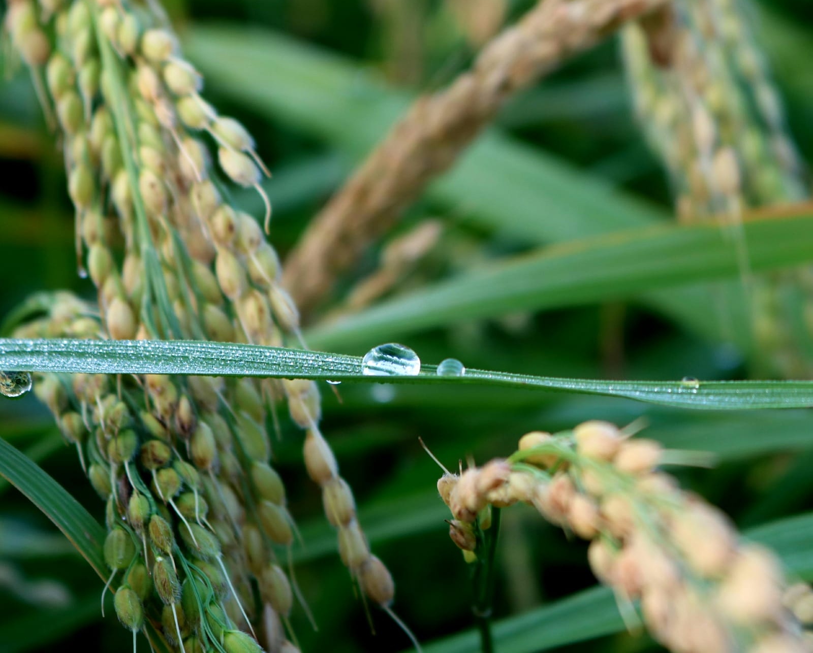 A drop of water on an ear of wheat