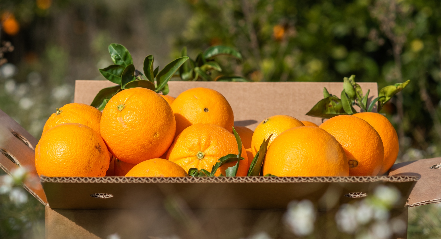 Organic oranges in a cardboard box