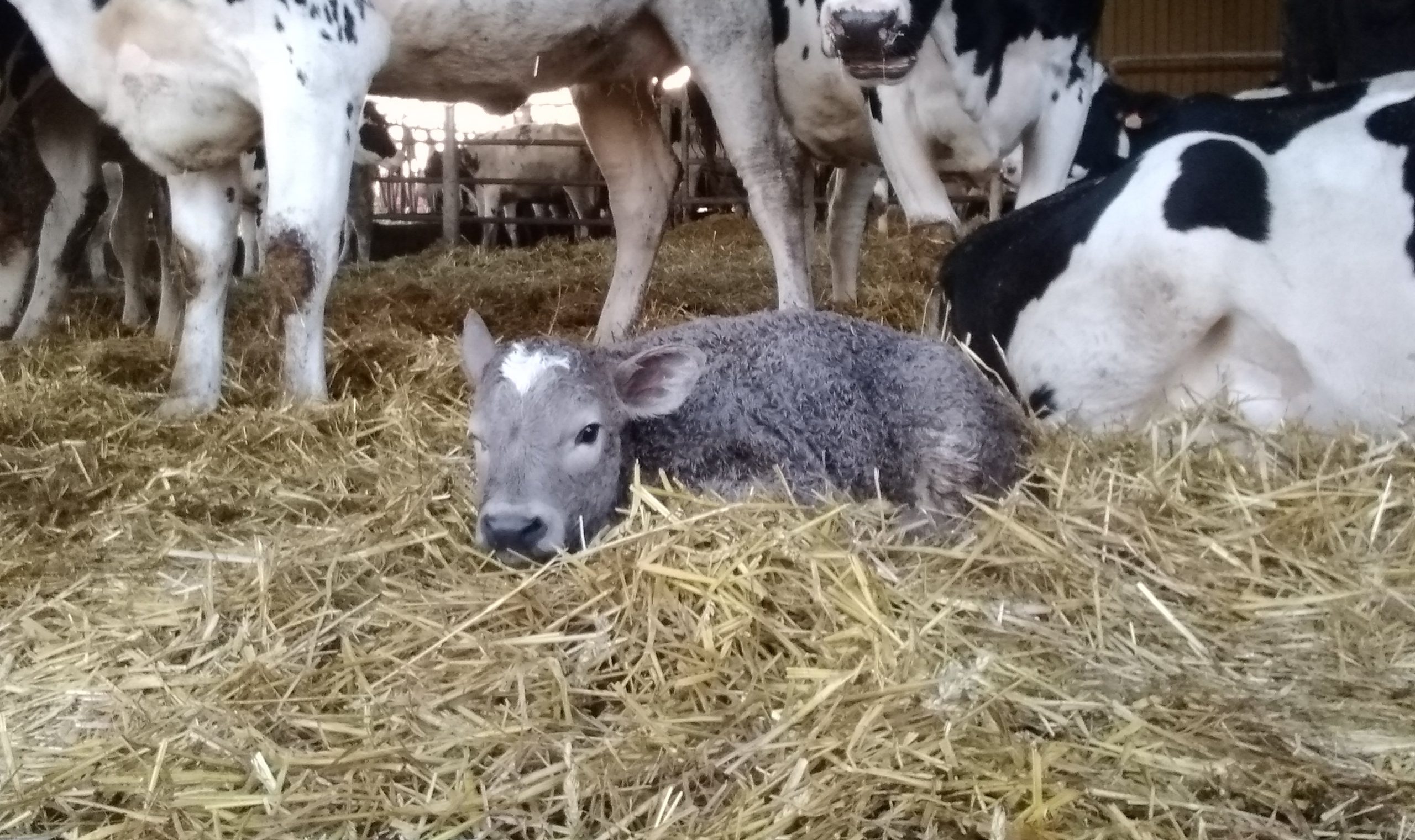 A calf in the straw with cows around