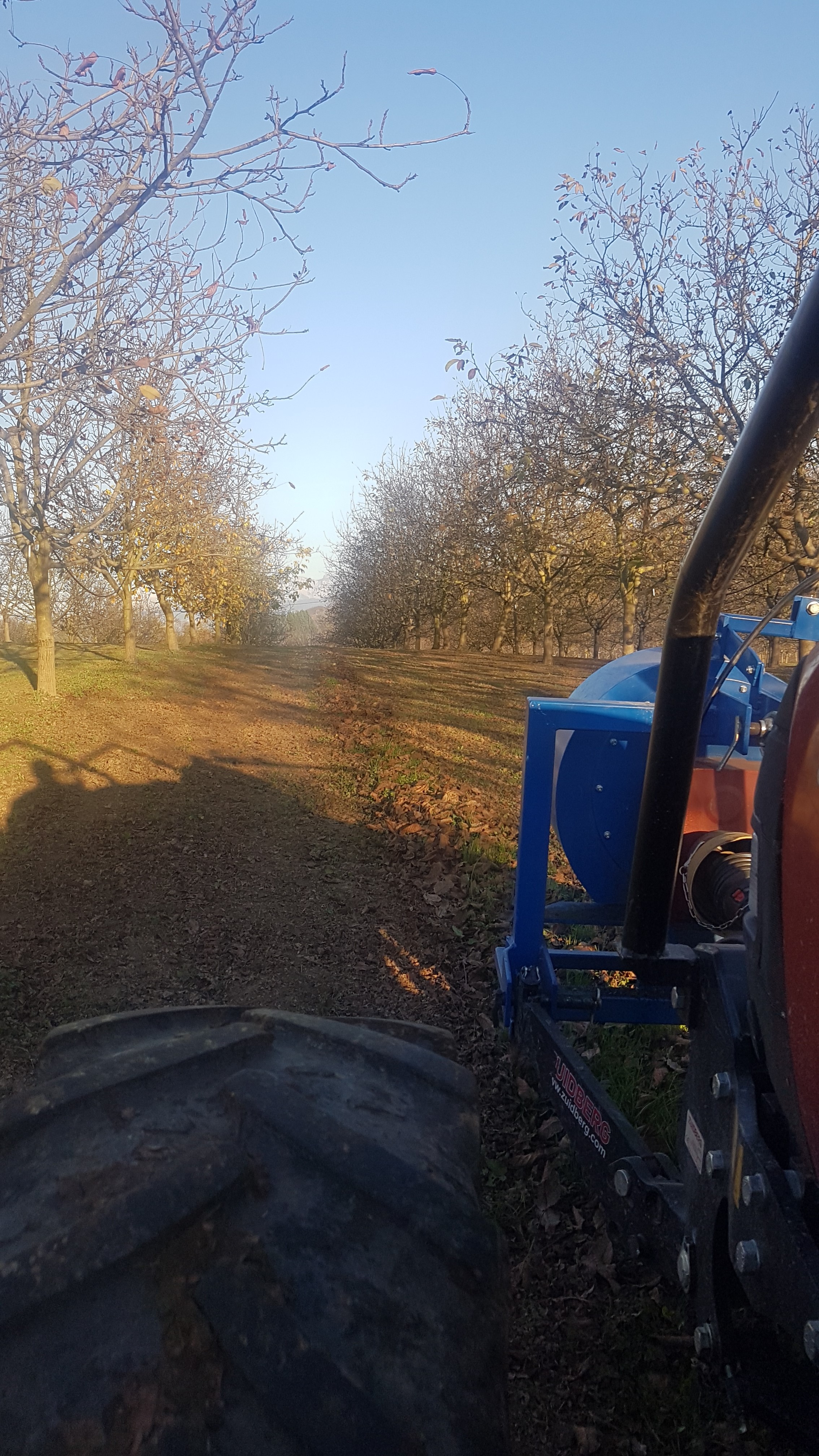 A tractor in a field of walnut trees