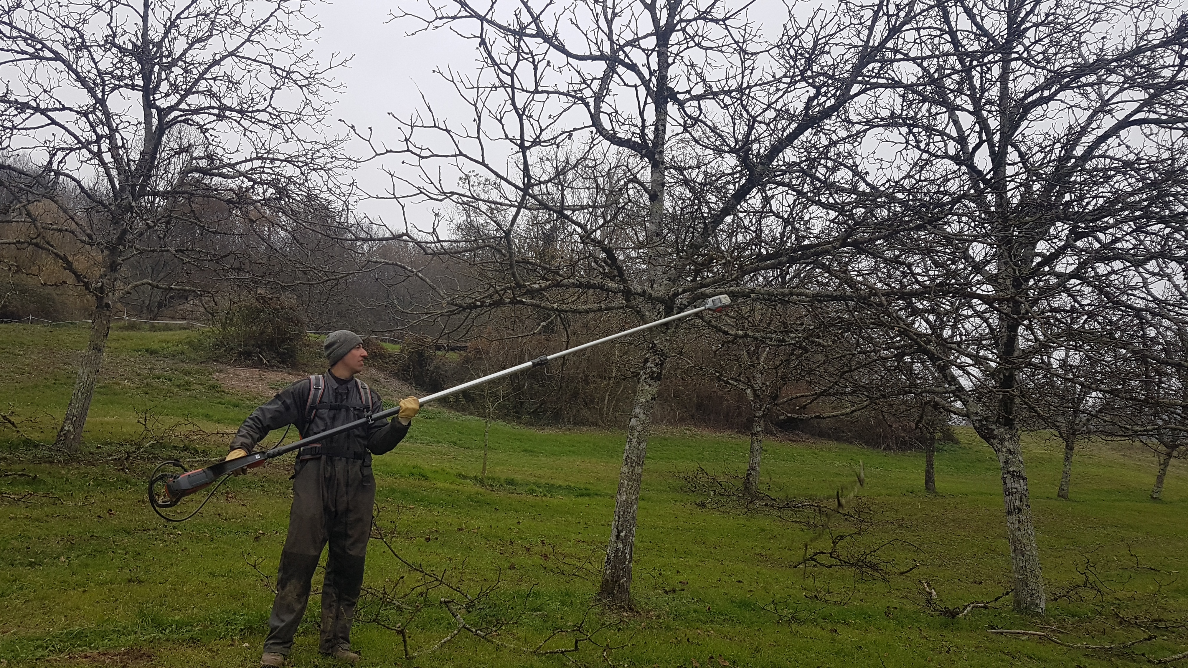 Sylvain Bergerand pruning the walnut trees
