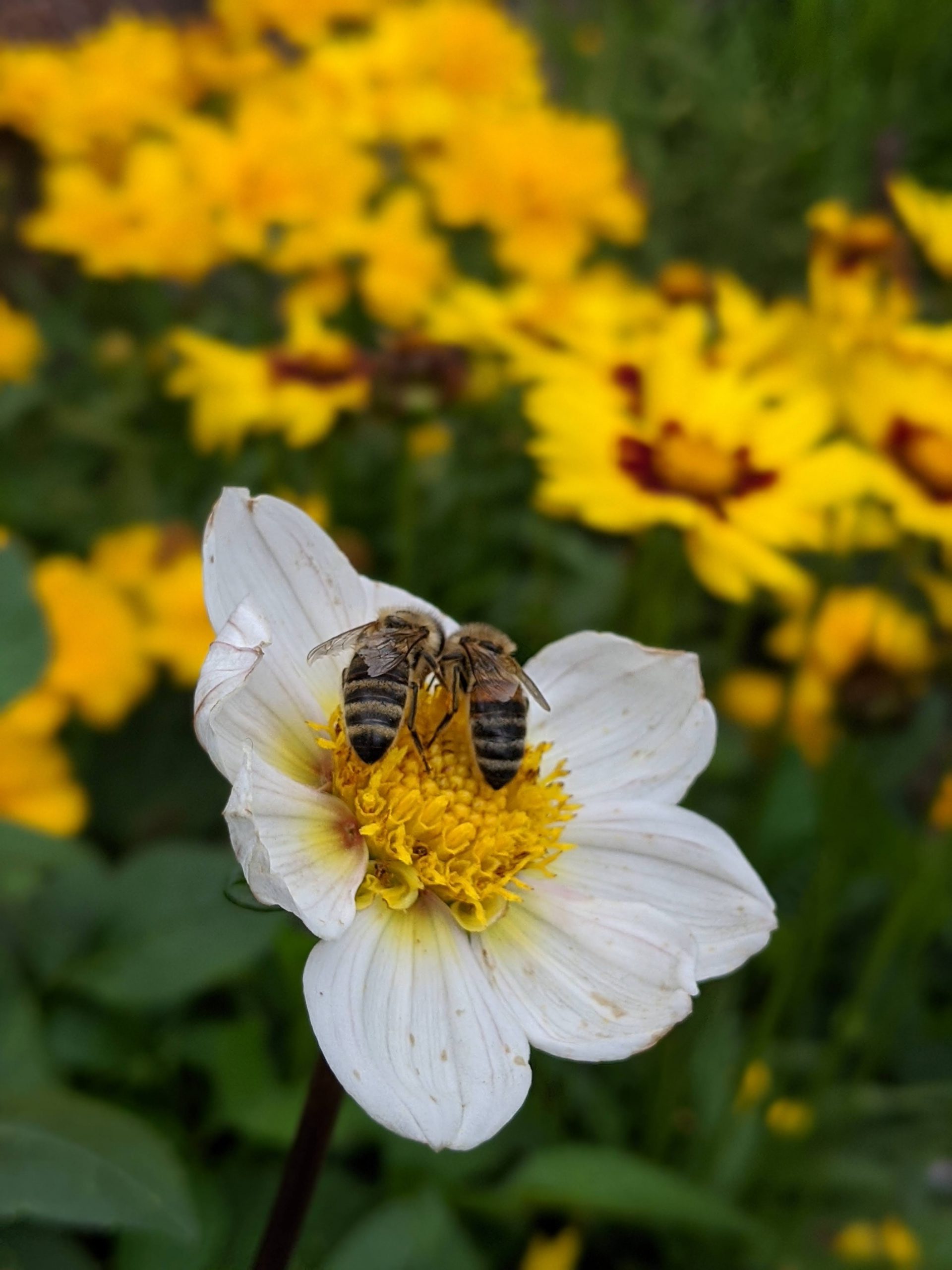 Two bees foraging on a flower