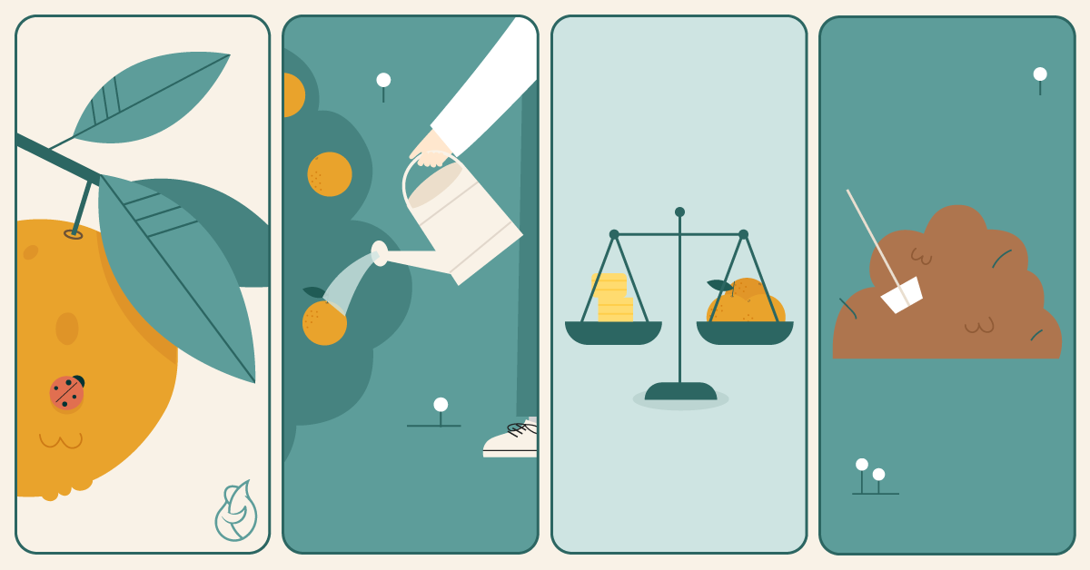 Illustration of the orange growing process