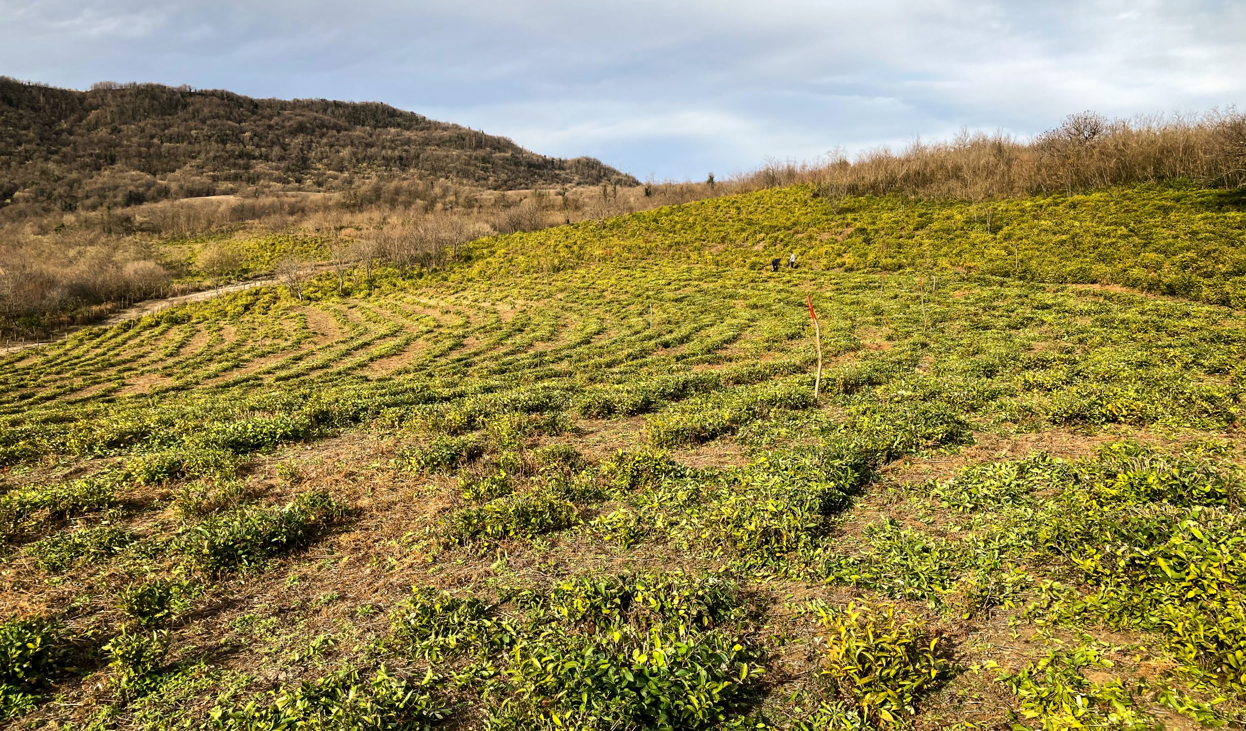 A field of green tea in Georgia