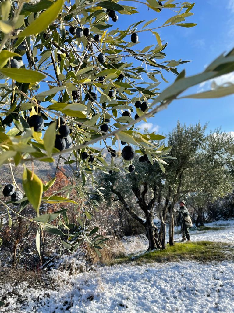 Black olives on an olive tree with snow on the ground