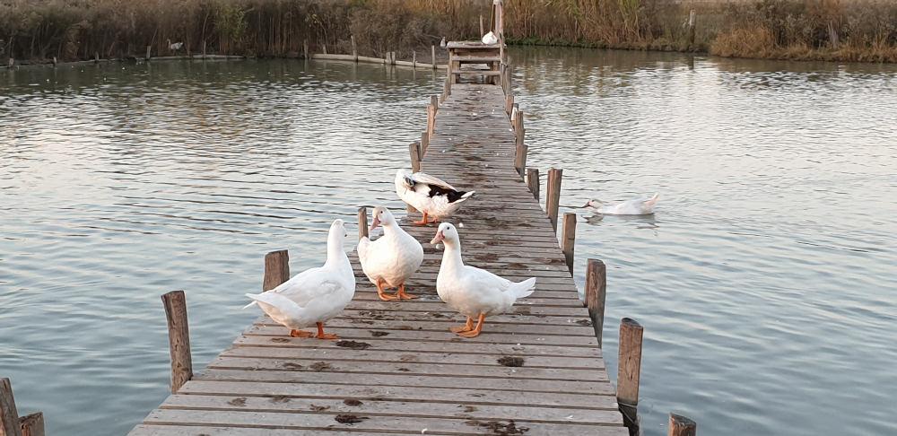 Four ducks on a wooden pontoon on the water