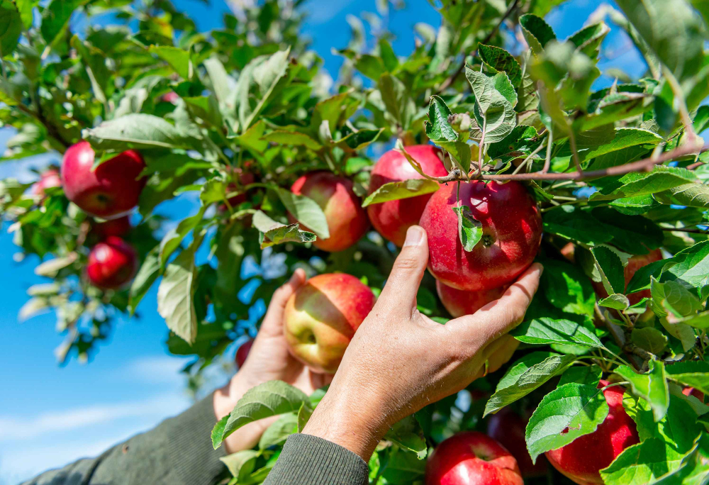 A person's hands picking apples from an apple tree