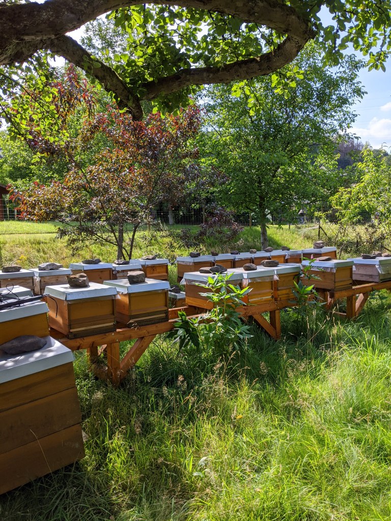 Bee hives on a wooden construction with trees around