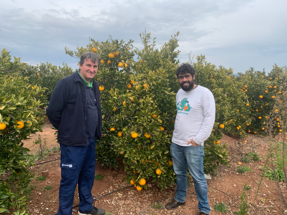 The farmer Paco Alufre and Juan Plasencia in a field of orange trees