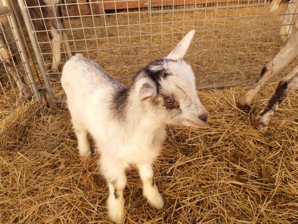 A baby goat in the hay