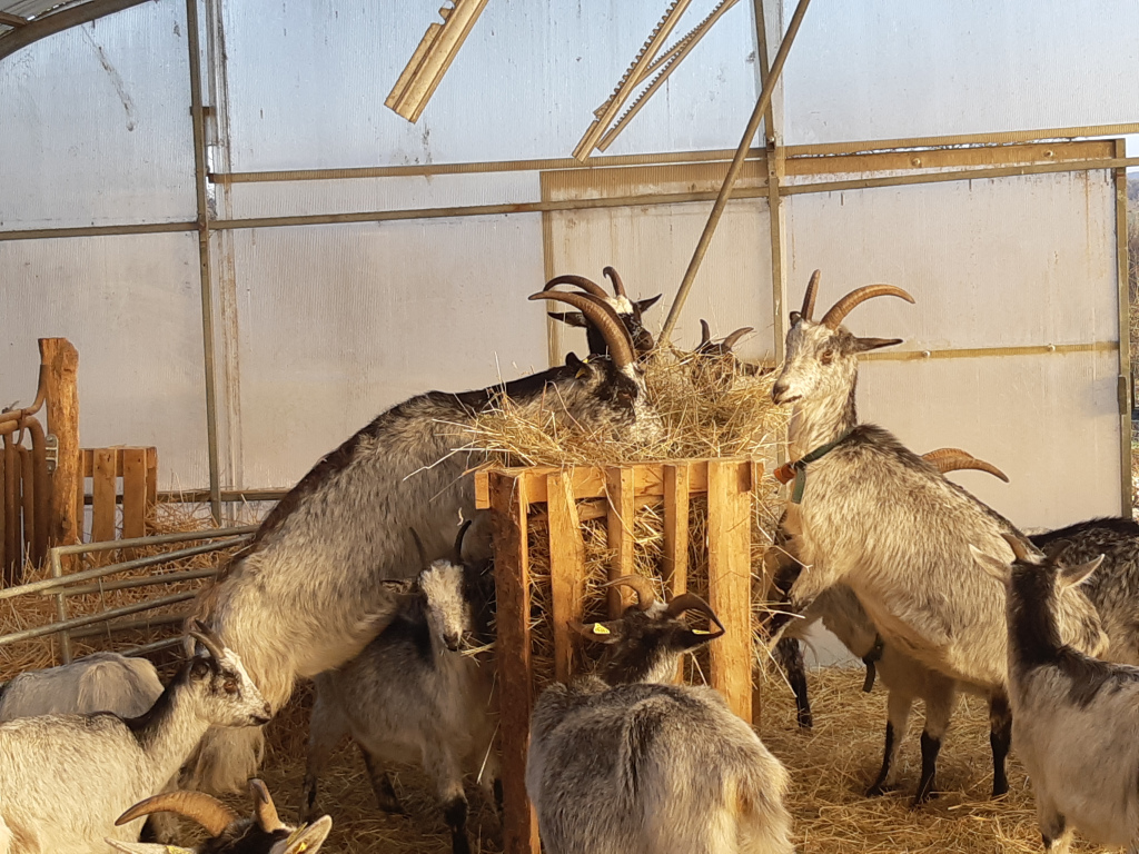 Goats eating hay on the farm