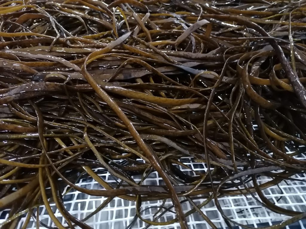 Spaghetti seaweed on the ground