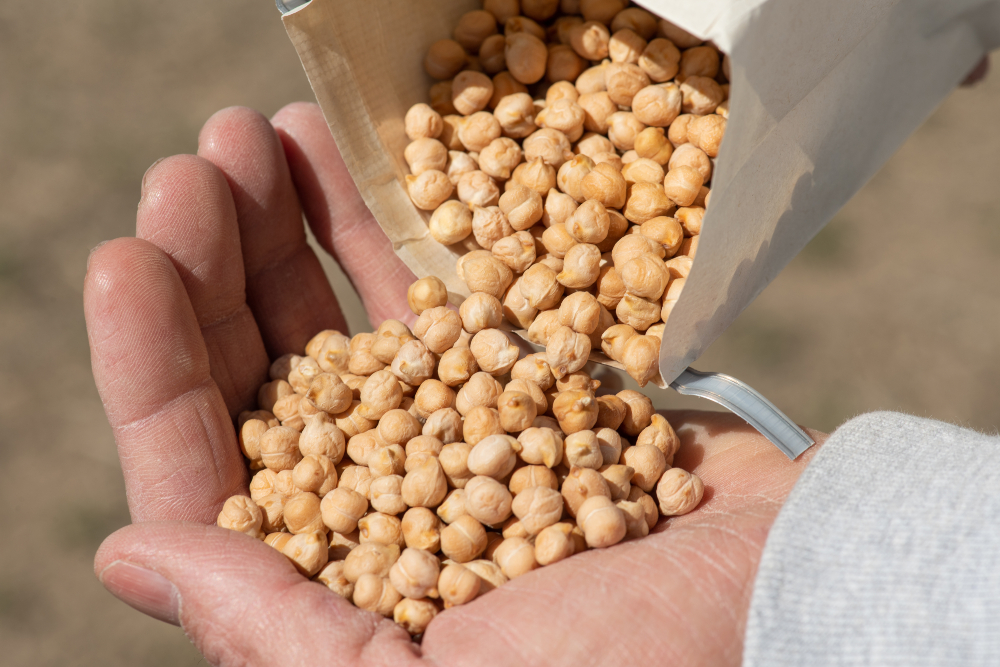 Chickpeas in a hand