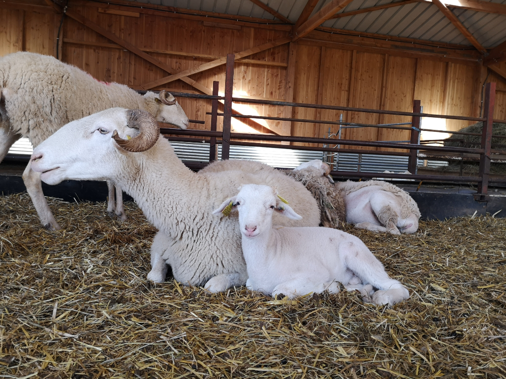 A sheep and a lamb lying on the straw