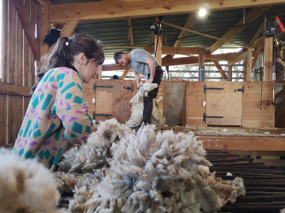 Two people shearing sheep