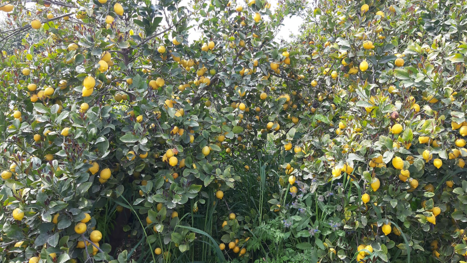 Champs de citronniers avec des citrons sur les branches