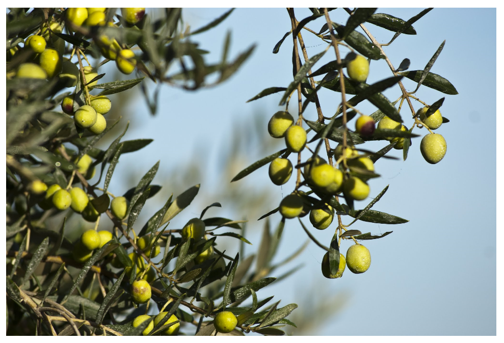 Des olives vertes sur une branche d'olivier