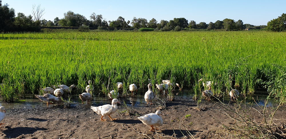 Des canards dans les rizières de Camargue