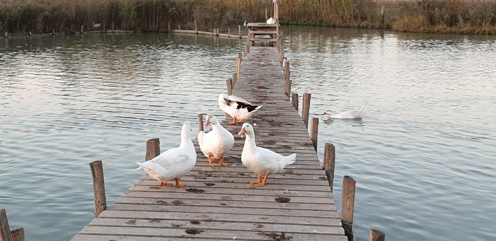 Quatres canards sur un ponton en bois sur l'eau