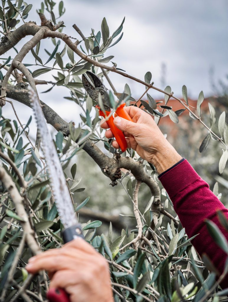 Une main avec un sécateur qui taille les branches de l'olivier