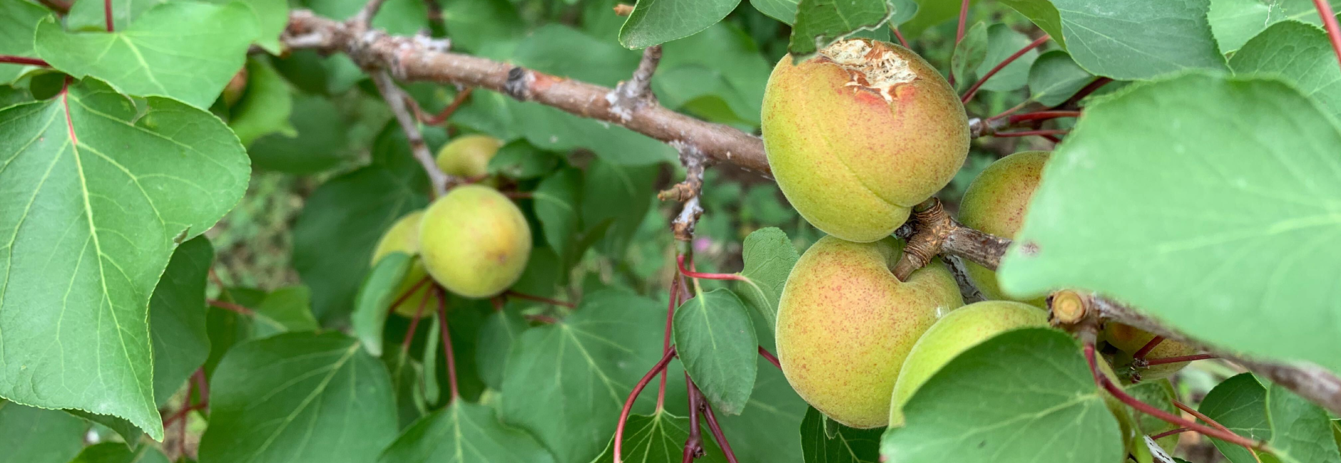 Durch Hagel beschädigte Aprikosenfrucht