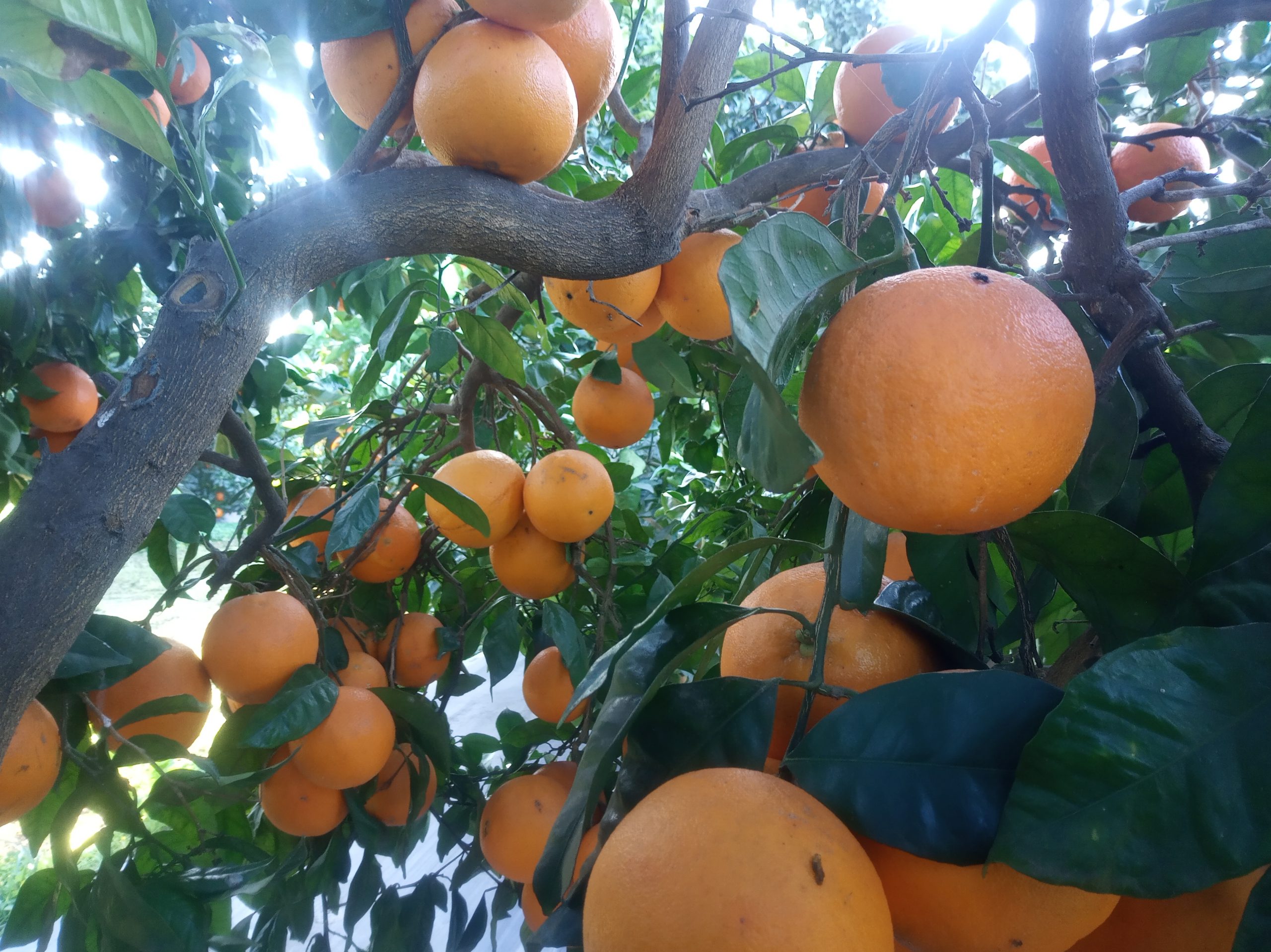 Orangen, die an einem Baum hängen