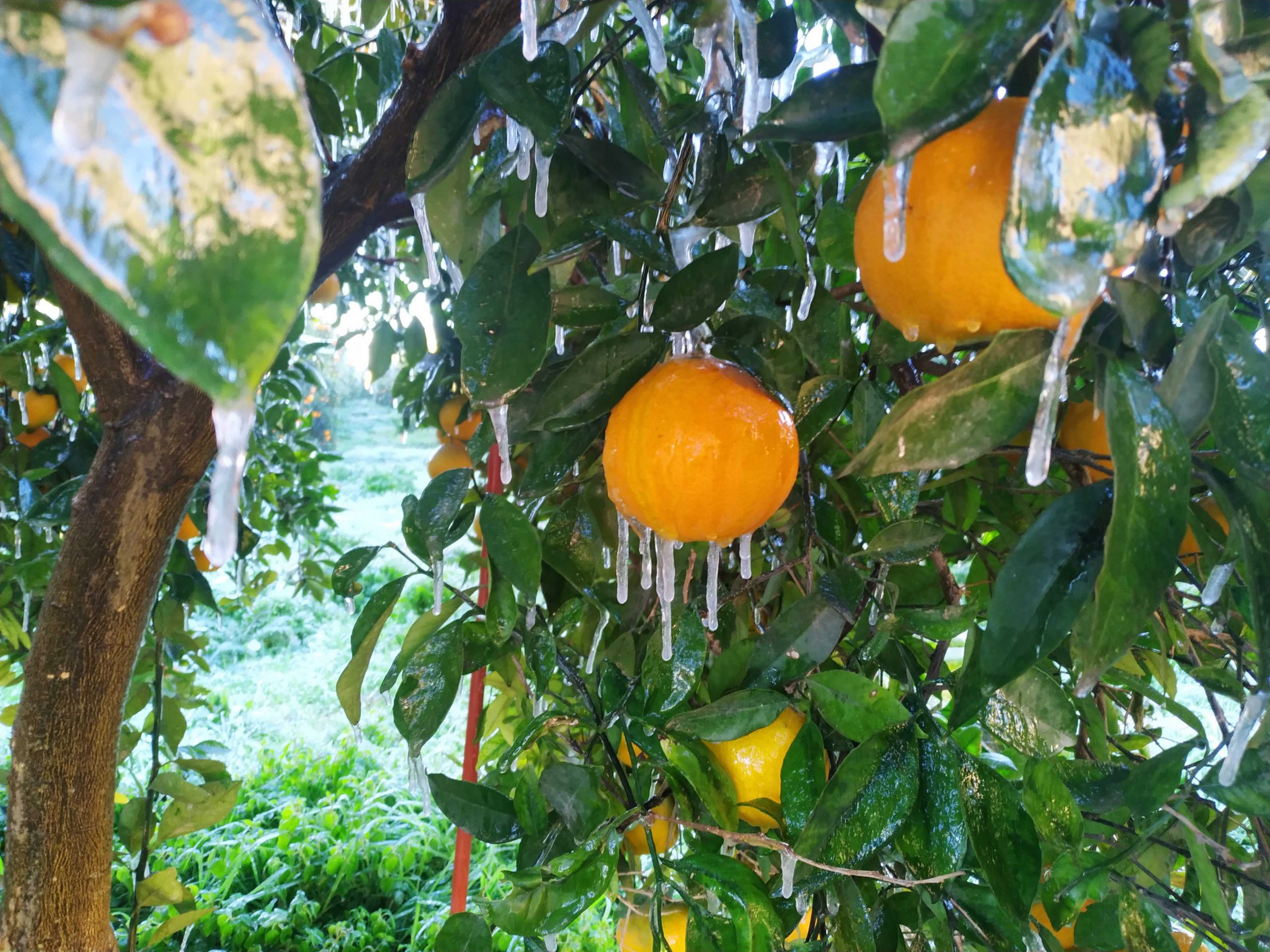 Gefrorene Orangen auf einem Orangenbaum