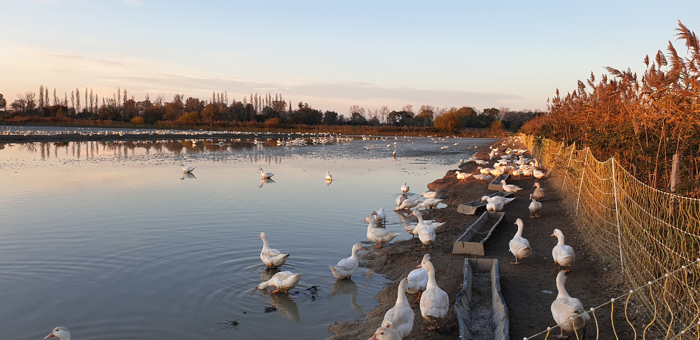 Enten am Wasser
