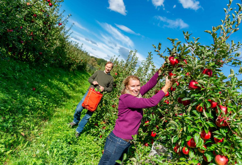 Eine Frau, die Äpfel pflückt, und ein Mann, der geht und einen Eimer mit Äpfeln in der Hand hält