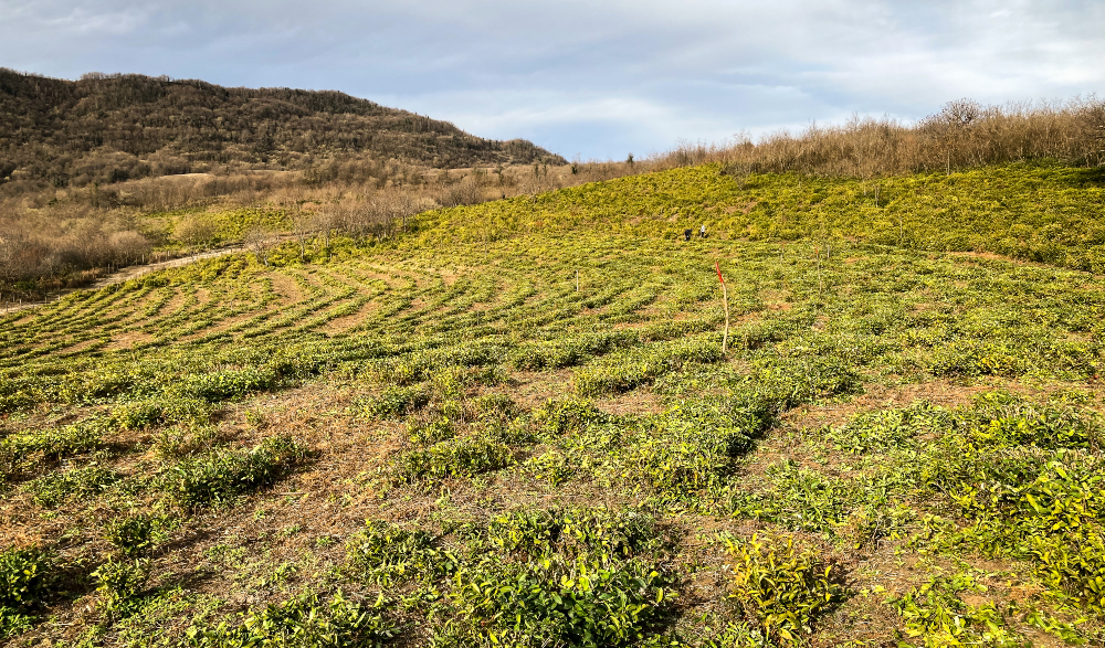 Ein Feld mit grünem Tee in Georgien