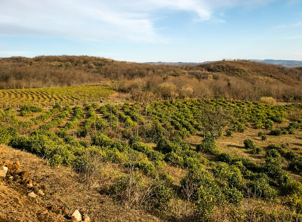 Teeplantagen in Georgien