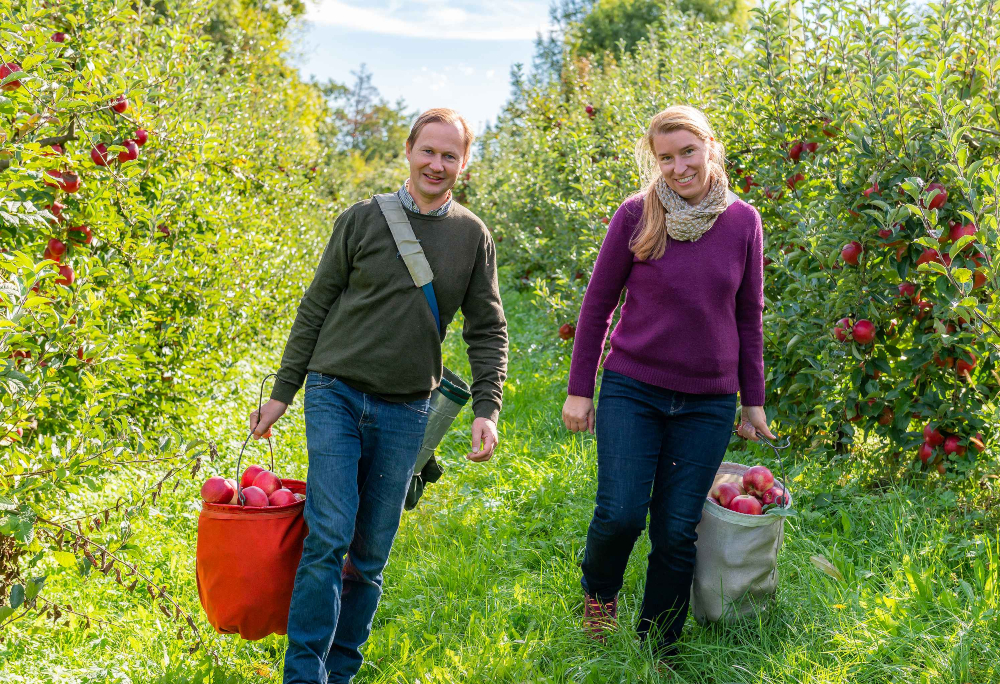 Zwei Landwirte, die zwischen Apfelbäumen gehen und einen Eimer mit Äpfeln in der Hand halten