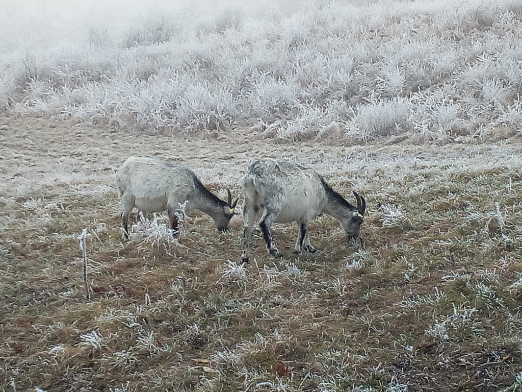 Zwei im Schnee grasende Ziegen