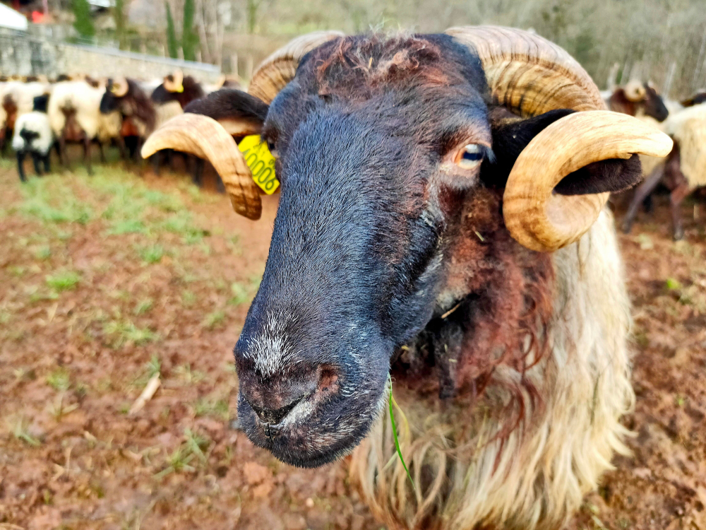 Ein Schaf mit Hörnern