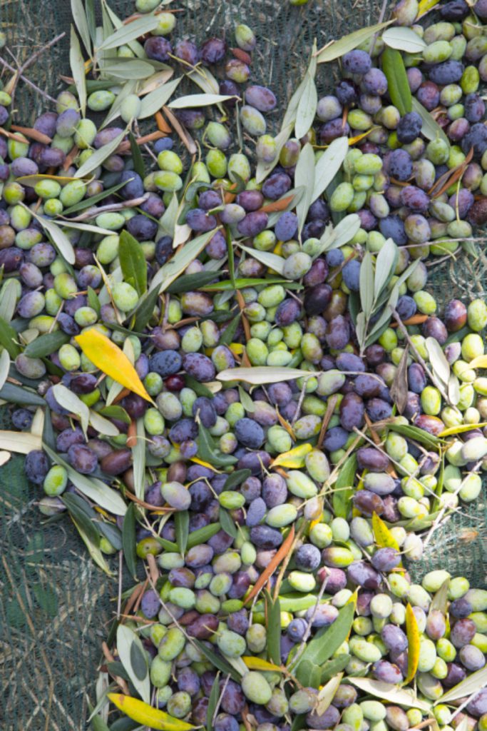 Auf dem Boden liegende grüne und schwarze Oliven mit Blättern