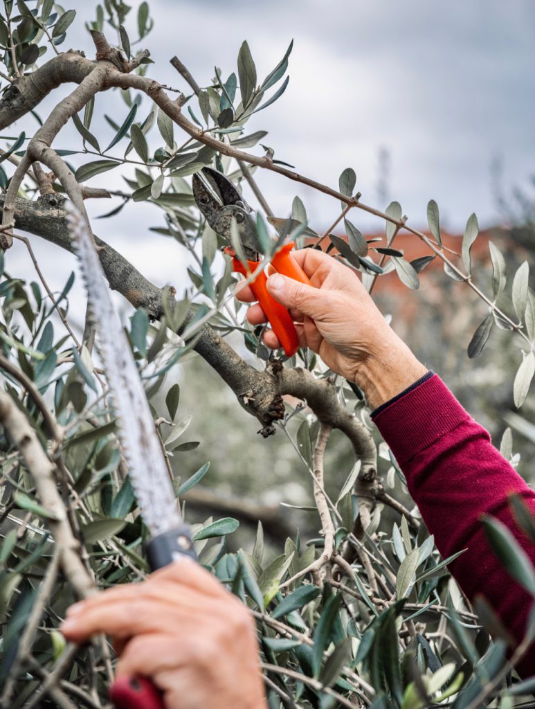 Eine Hand mit einer Baumschere, die die Zweige des Olivenbaums beschneidet